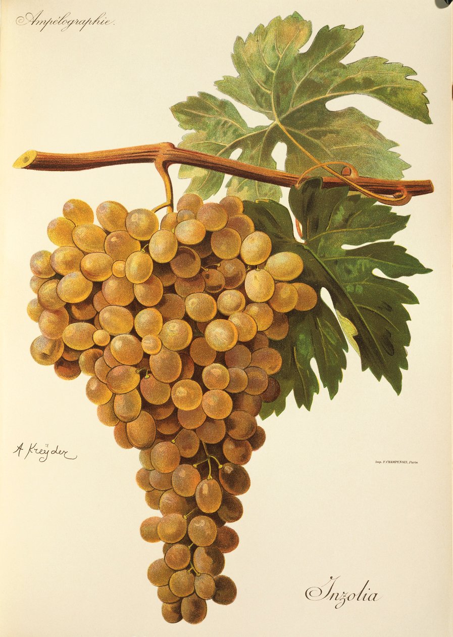 Aspiran üzümü, J. Troncy by Jules Troncy