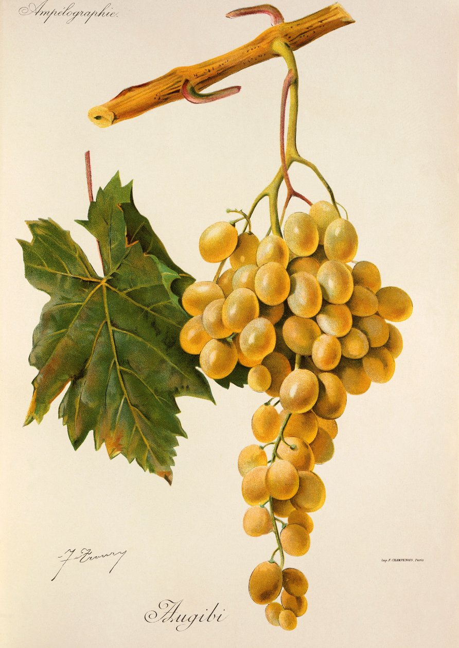 Augibi üzümü, J. Troncy by Jules Troncy