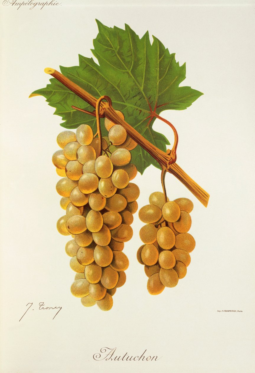 Autuchon üzümü, J. Troncy by Jules Troncy
