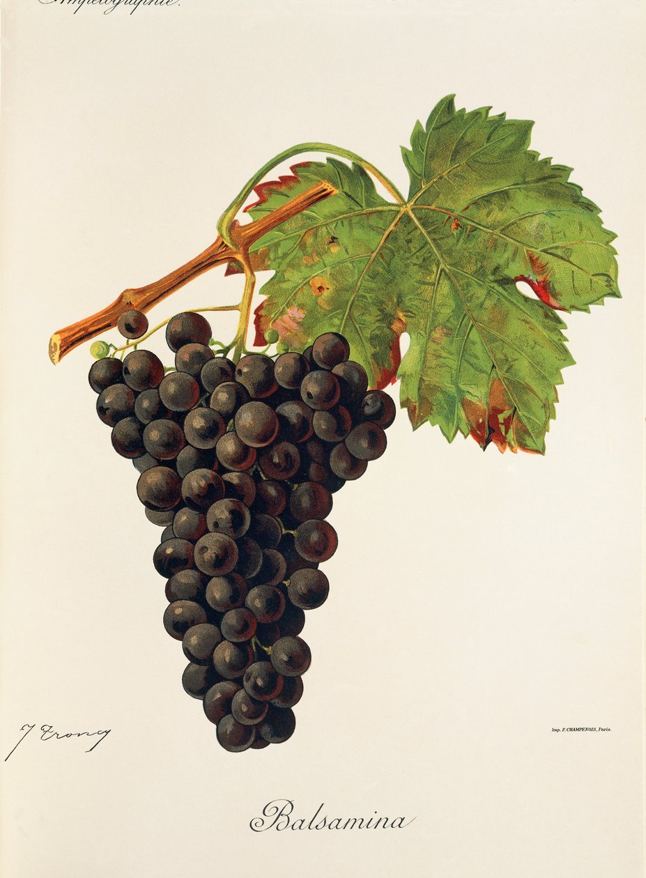 Balsamina üzümü, J. Troncy by Jules Troncy