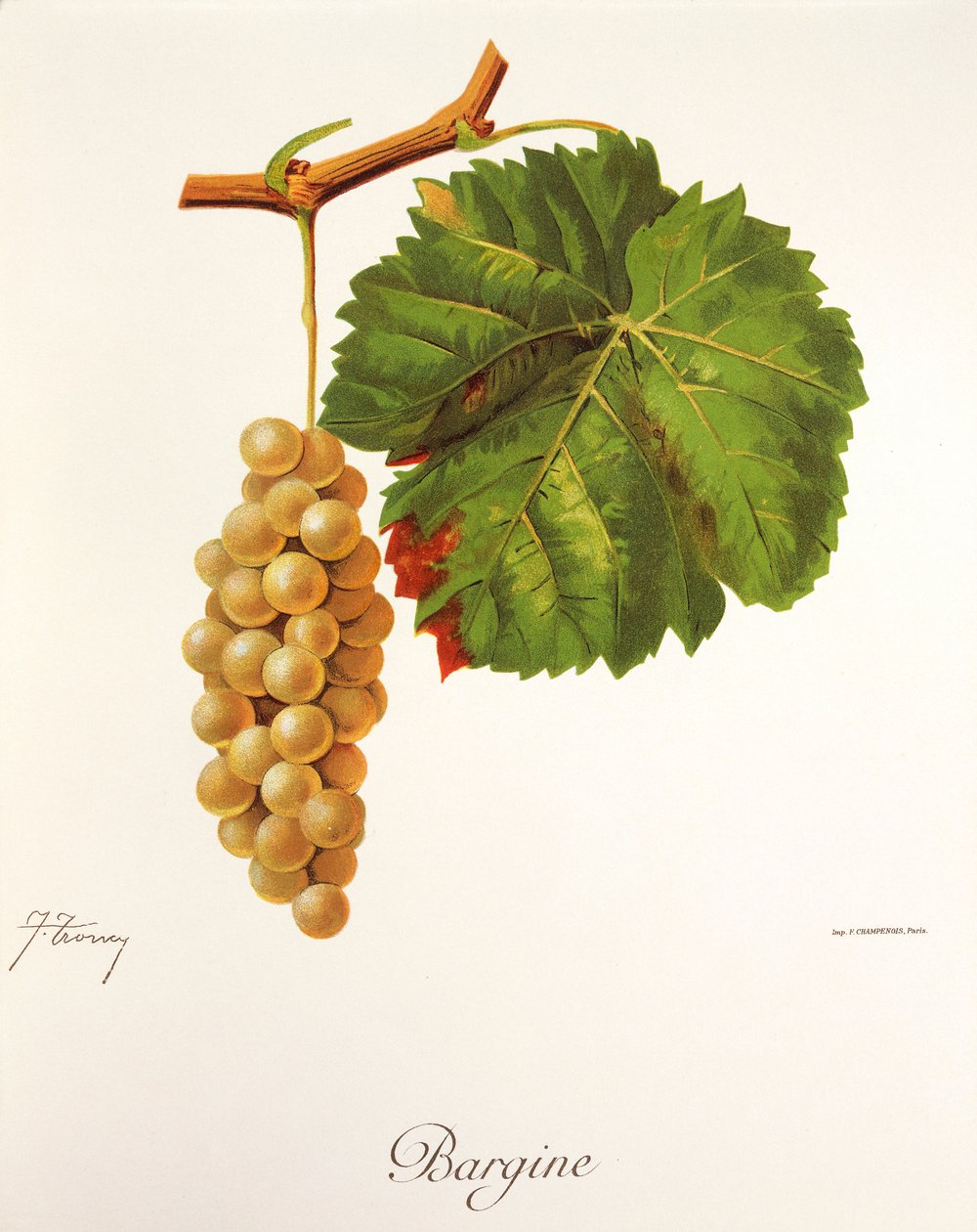 J. Troncy tarafından Bargine üzümü by Jules Troncy