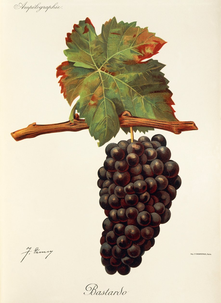 Bastardo üzümü, J. Troncy by Jules Troncy