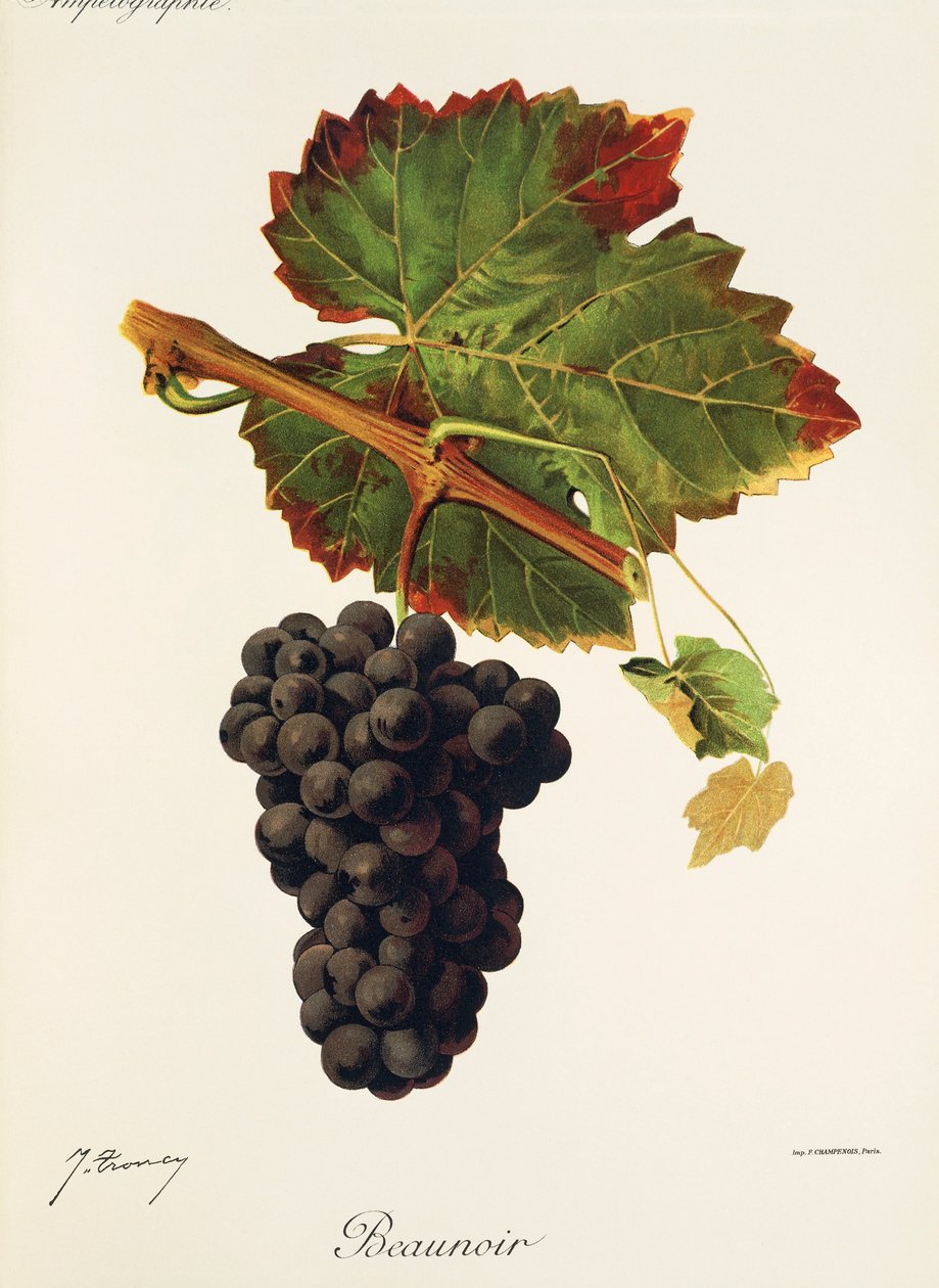 Beaunoir üzümü, J. Troncy by Jules Troncy