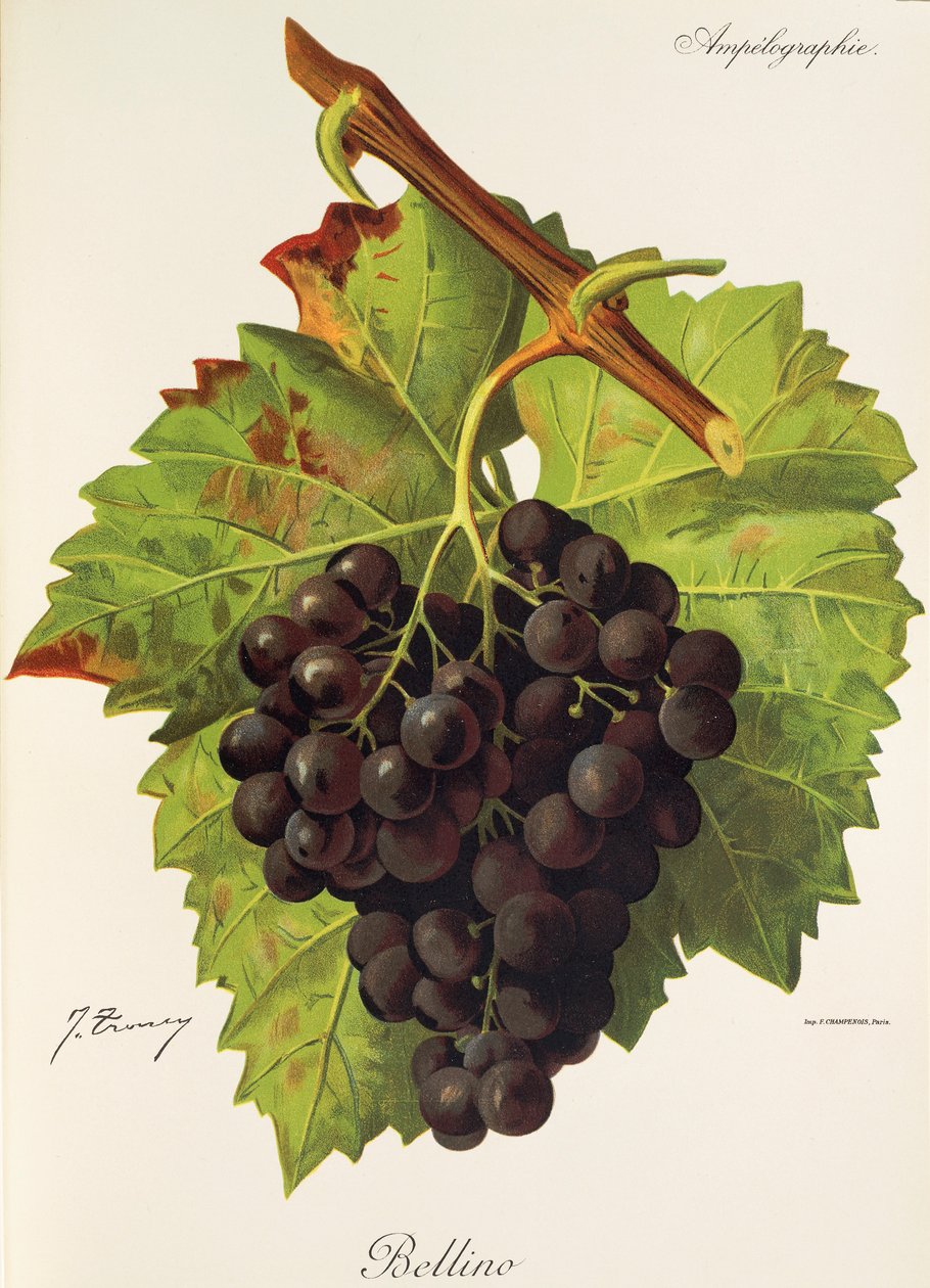 Bellino üzümü, J. Troncy by Jules Troncy