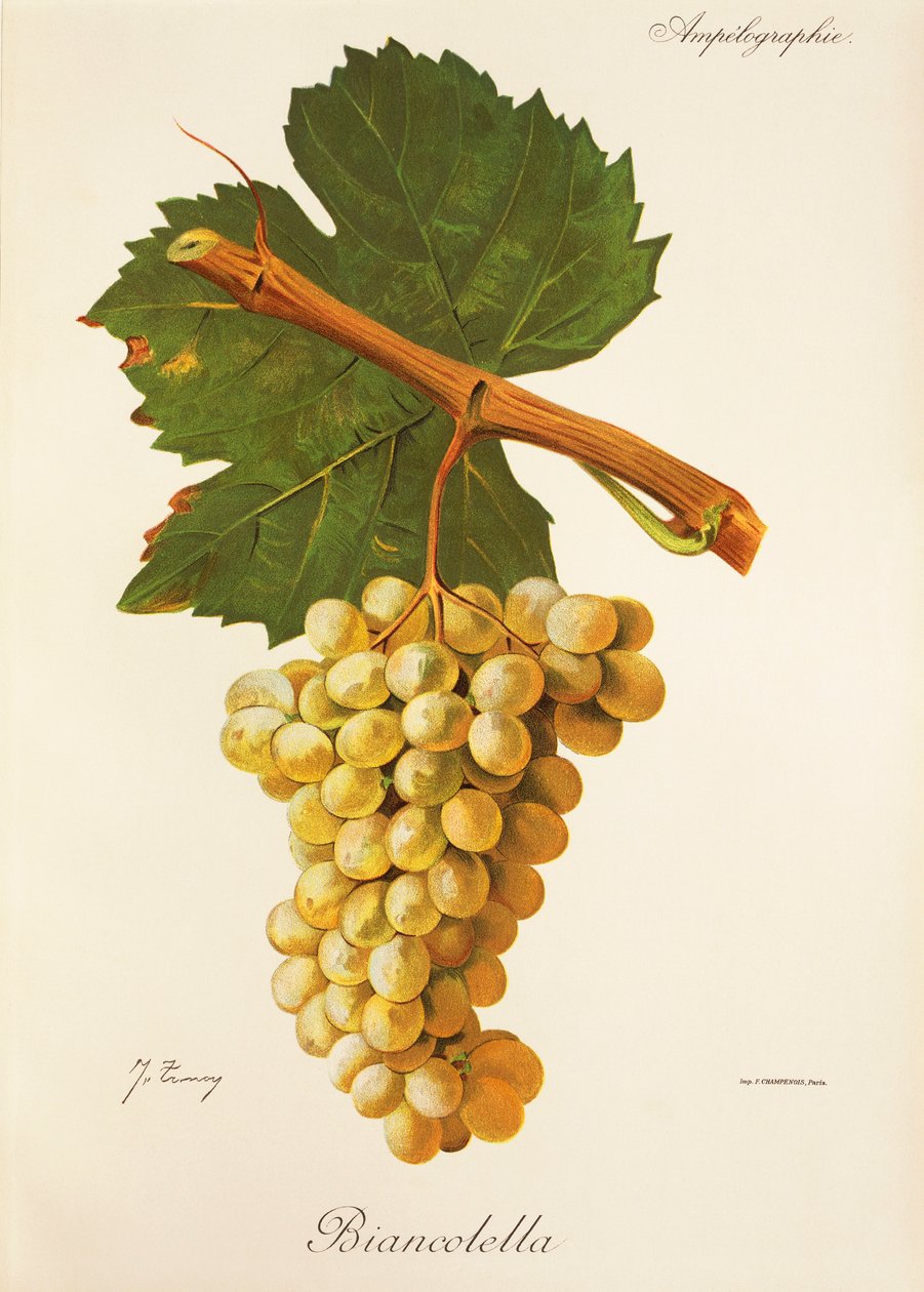 Biancolella üzümü, J. Troncy by Jules Troncy