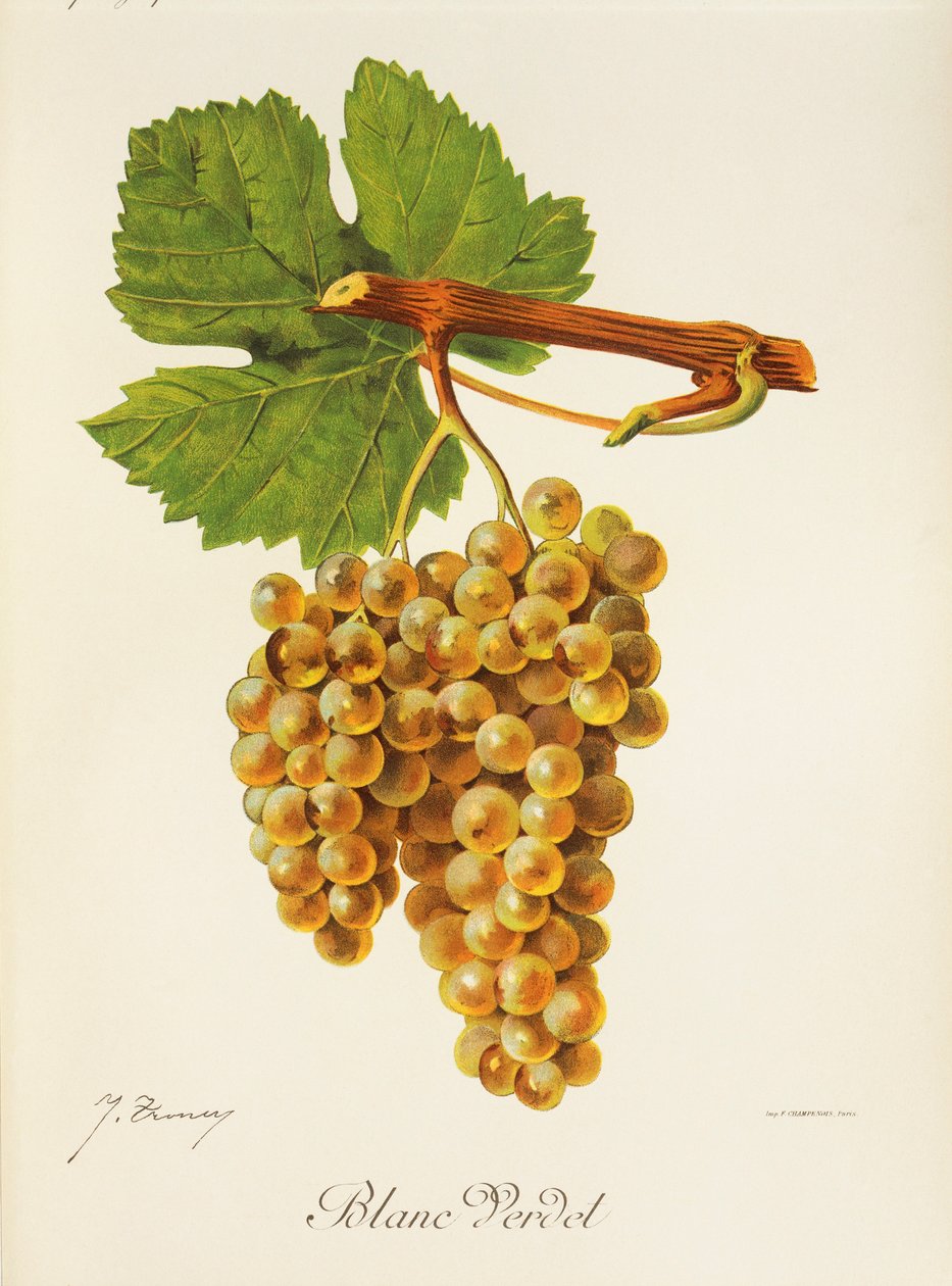 Blanc Verdet üzümü, J. Troncy by Jules Troncy