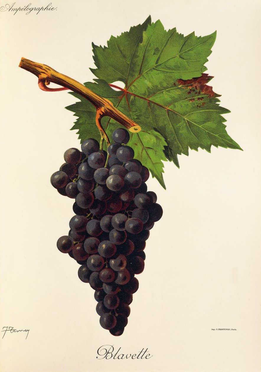 Blavette üzümü, J. Troncy by Jules Troncy