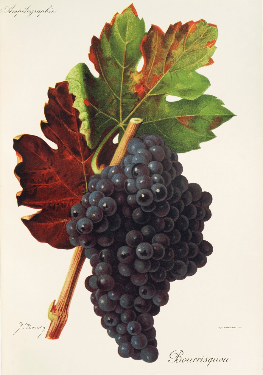 Bourrisquou üzümü, J. Troncy by Jules Troncy