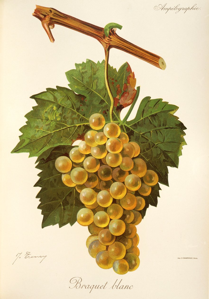 J. Troncy tarafından Braquet Blanc üzümü by Jules Troncy