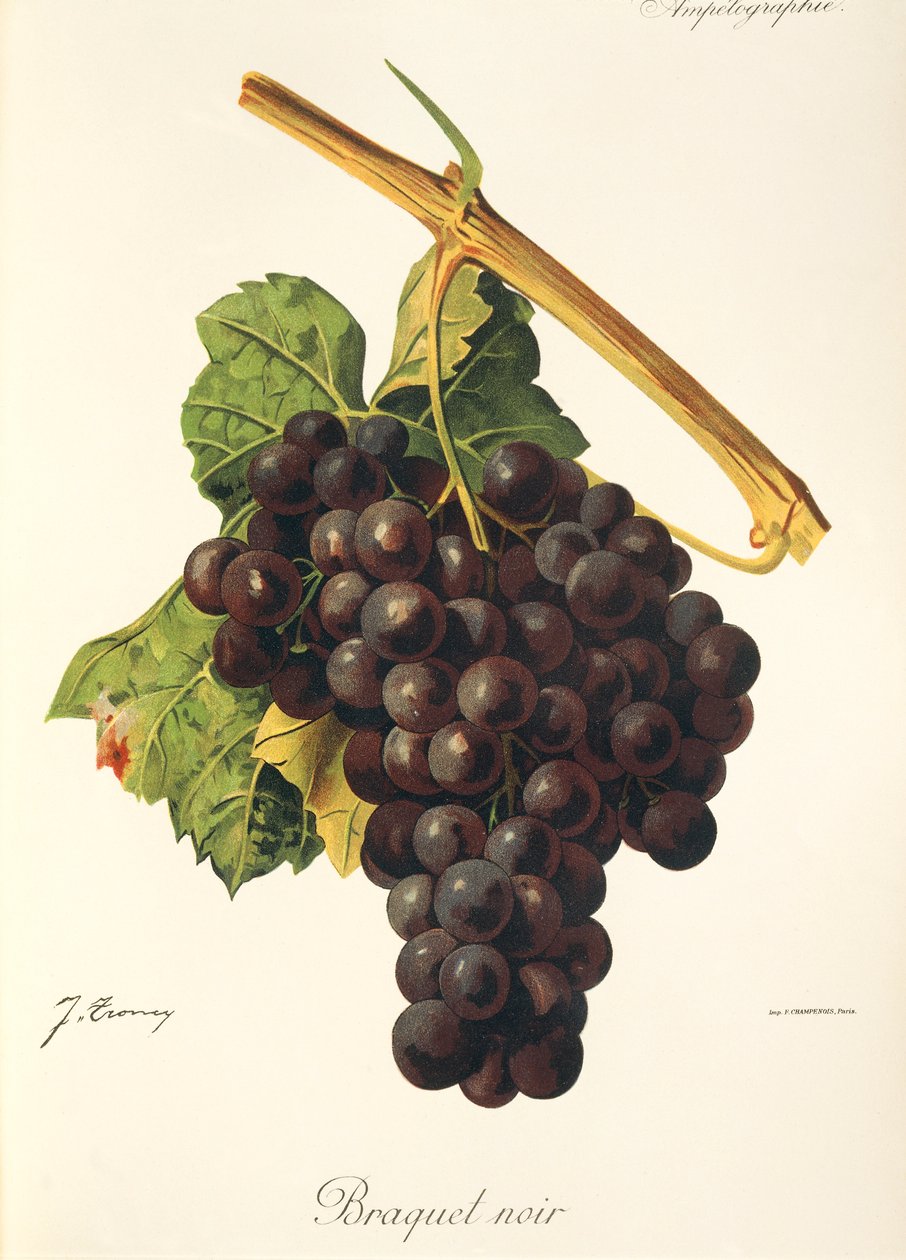 J. Troncy tarafından Braquet Noir üzümü by Jules Troncy