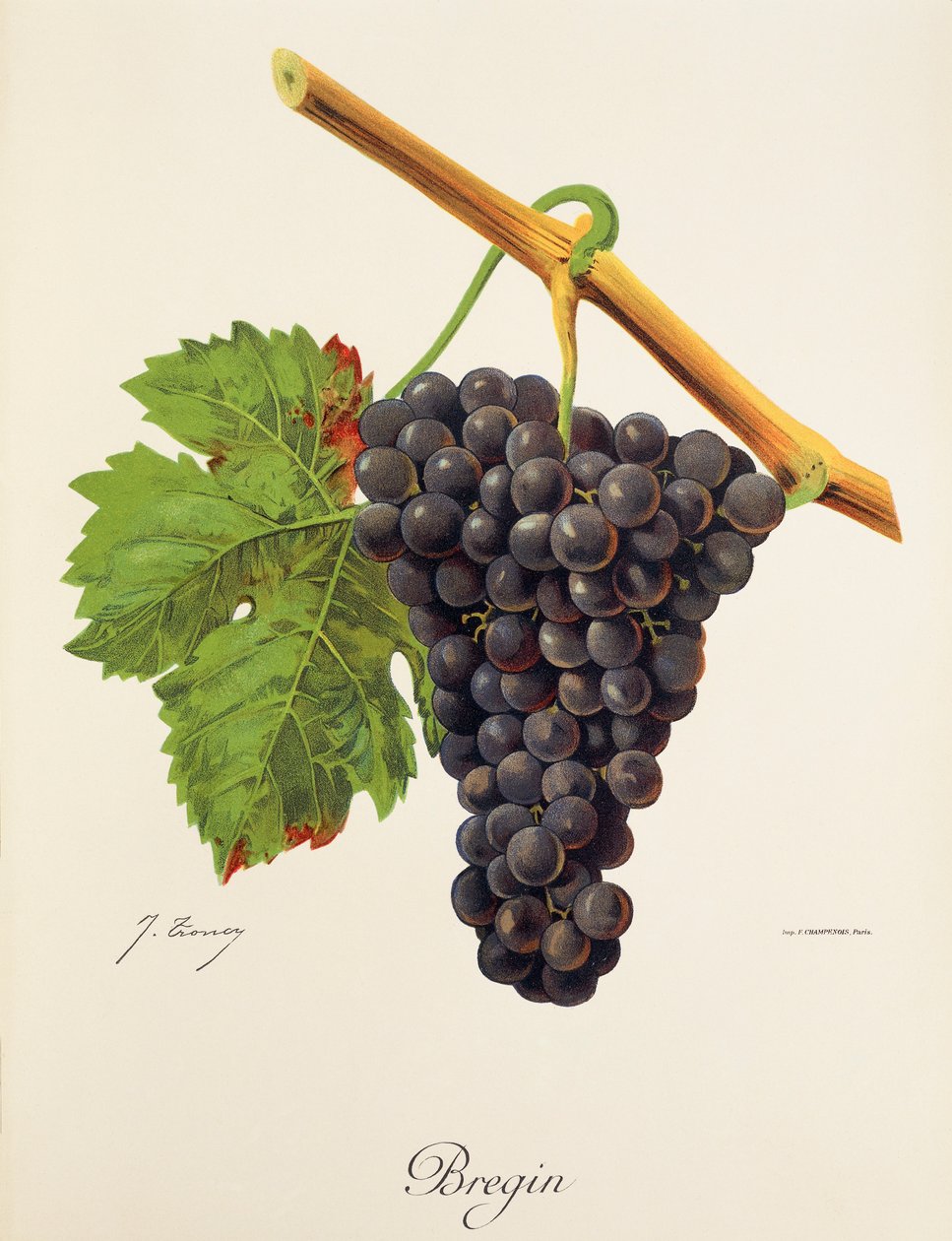 Bregin üzümü, J. Troncy by Jules Troncy