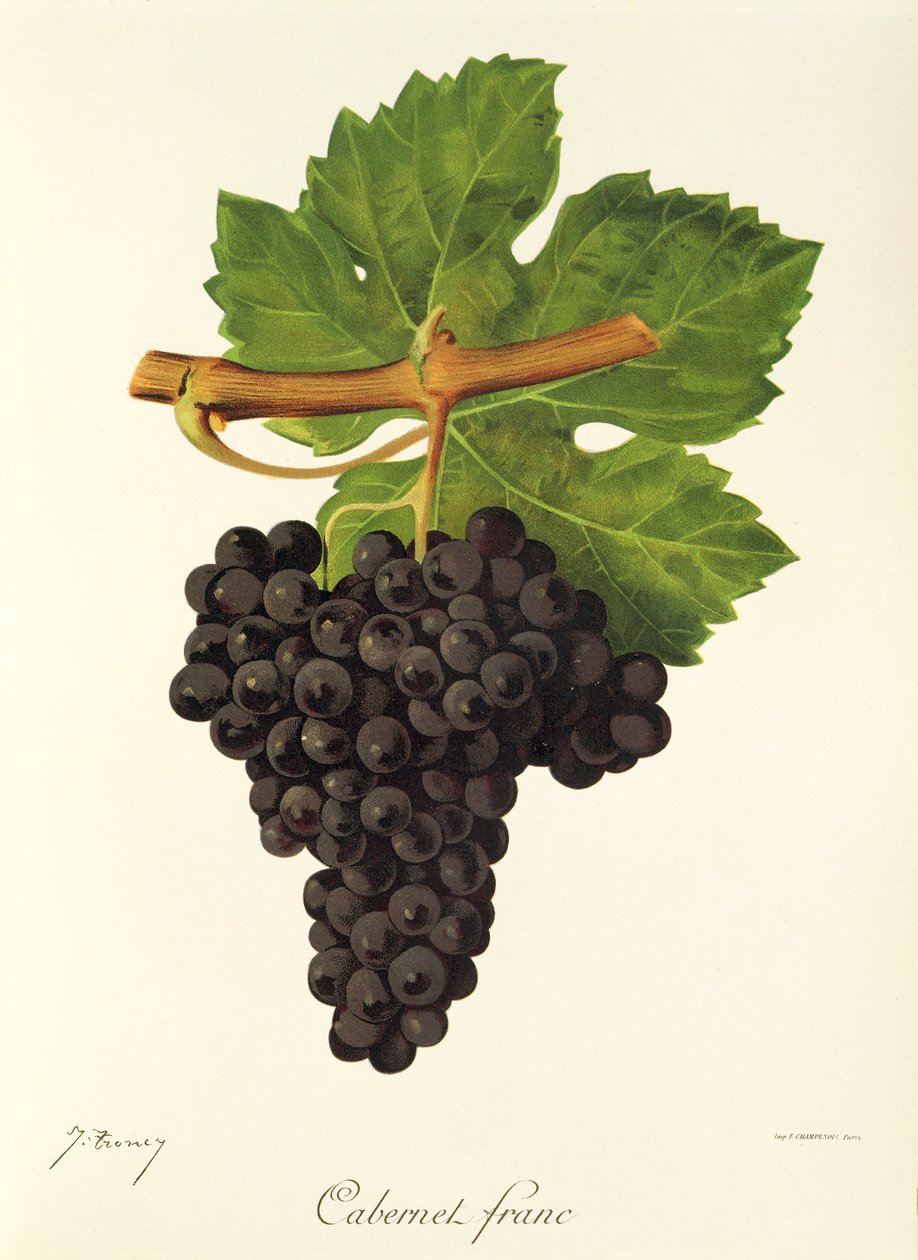 Cabernet Frangı üzümü, J. Troncy by Jules Troncy