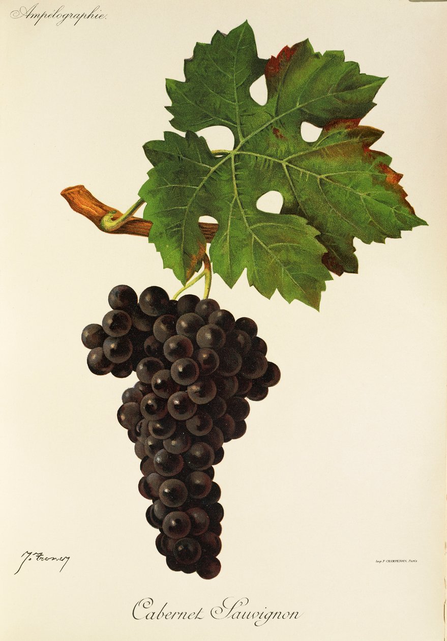 Cabernet Sauvignon üzümü, J. Troncy by Jules Troncy
