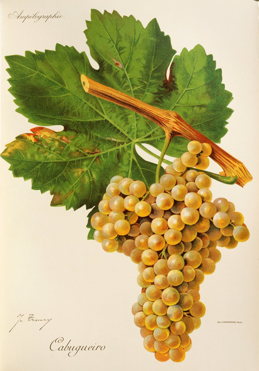 Cabugueiro üzümü, J. Troncy by Jules Troncy