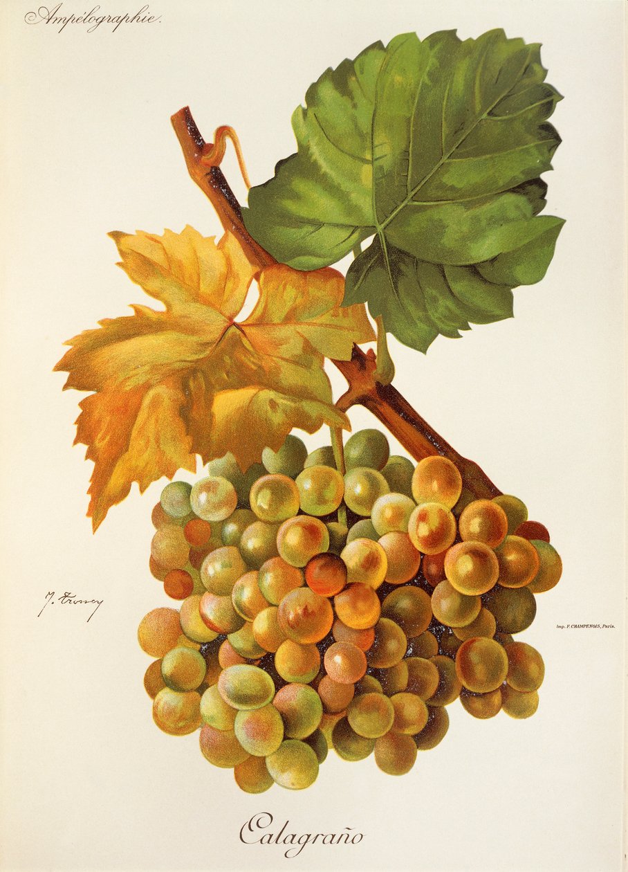 Calagrano üzümü, J. Troncy by Jules Troncy