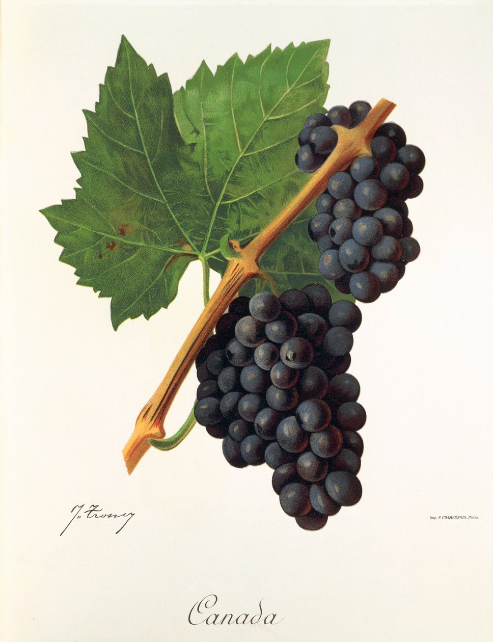 Kanada üzümü, J. Troncy by Jules Troncy