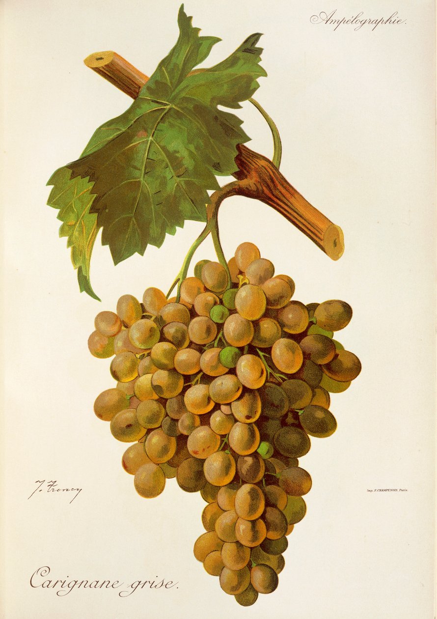 Carignane Grise üzümü, J. Troncy by Jules Troncy