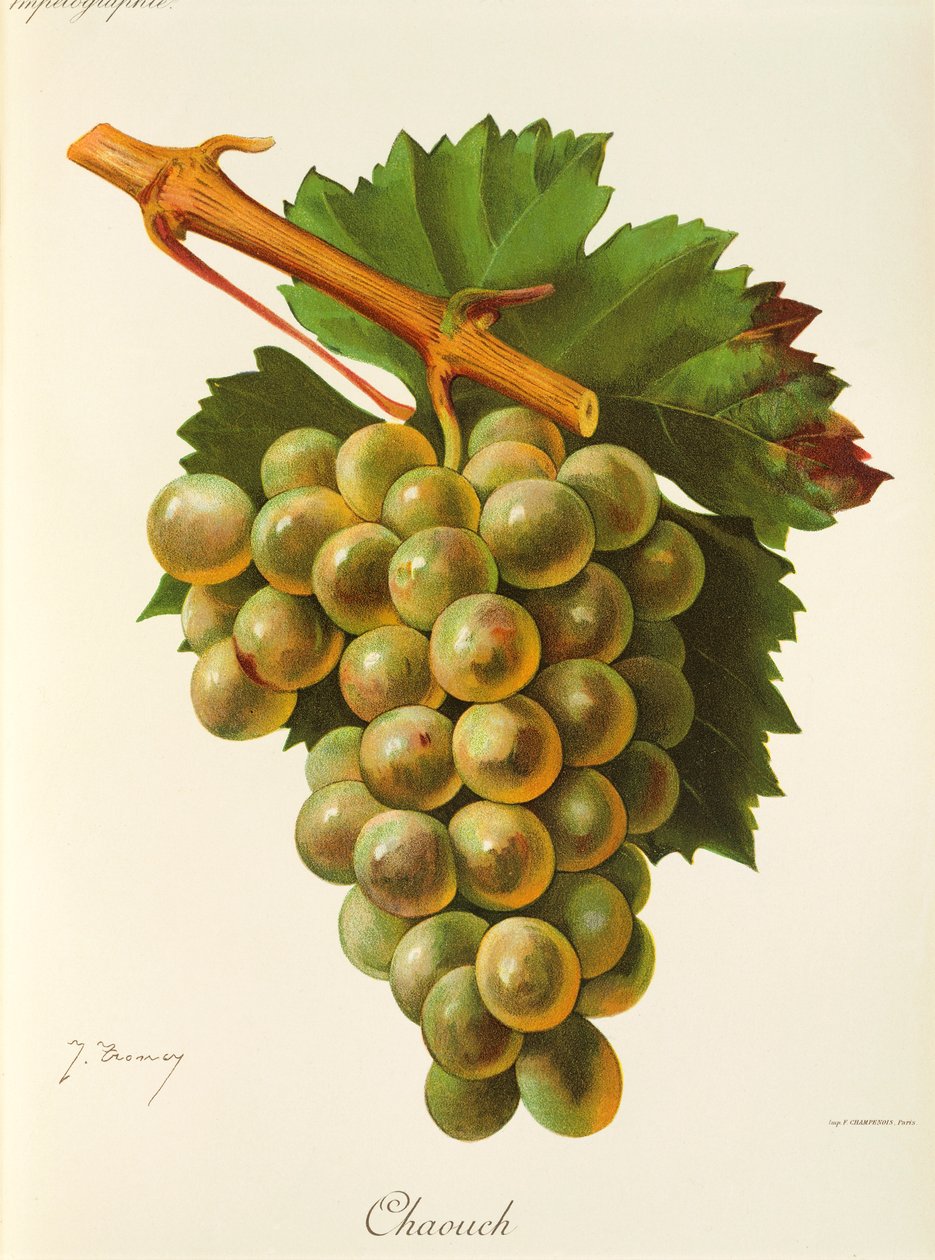 J. Troncy tarafından Chaouch üzümü by Jules Troncy