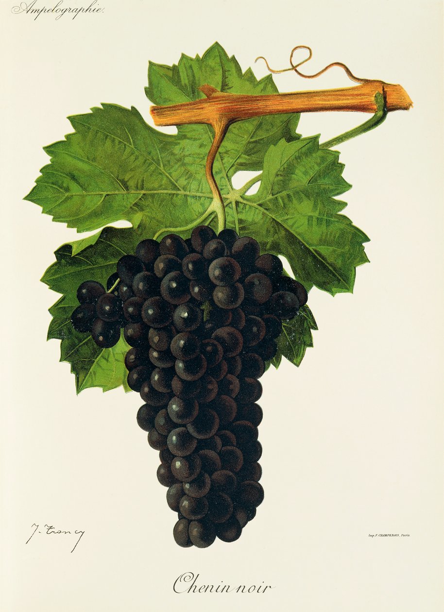 Chenin Noir üzümü, J. Troncy by Jules Troncy