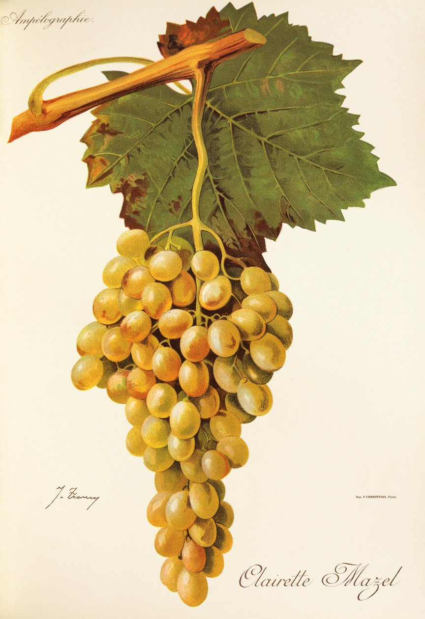 Clairette Mazel üzümü, J. Troncy by Jules Troncy
