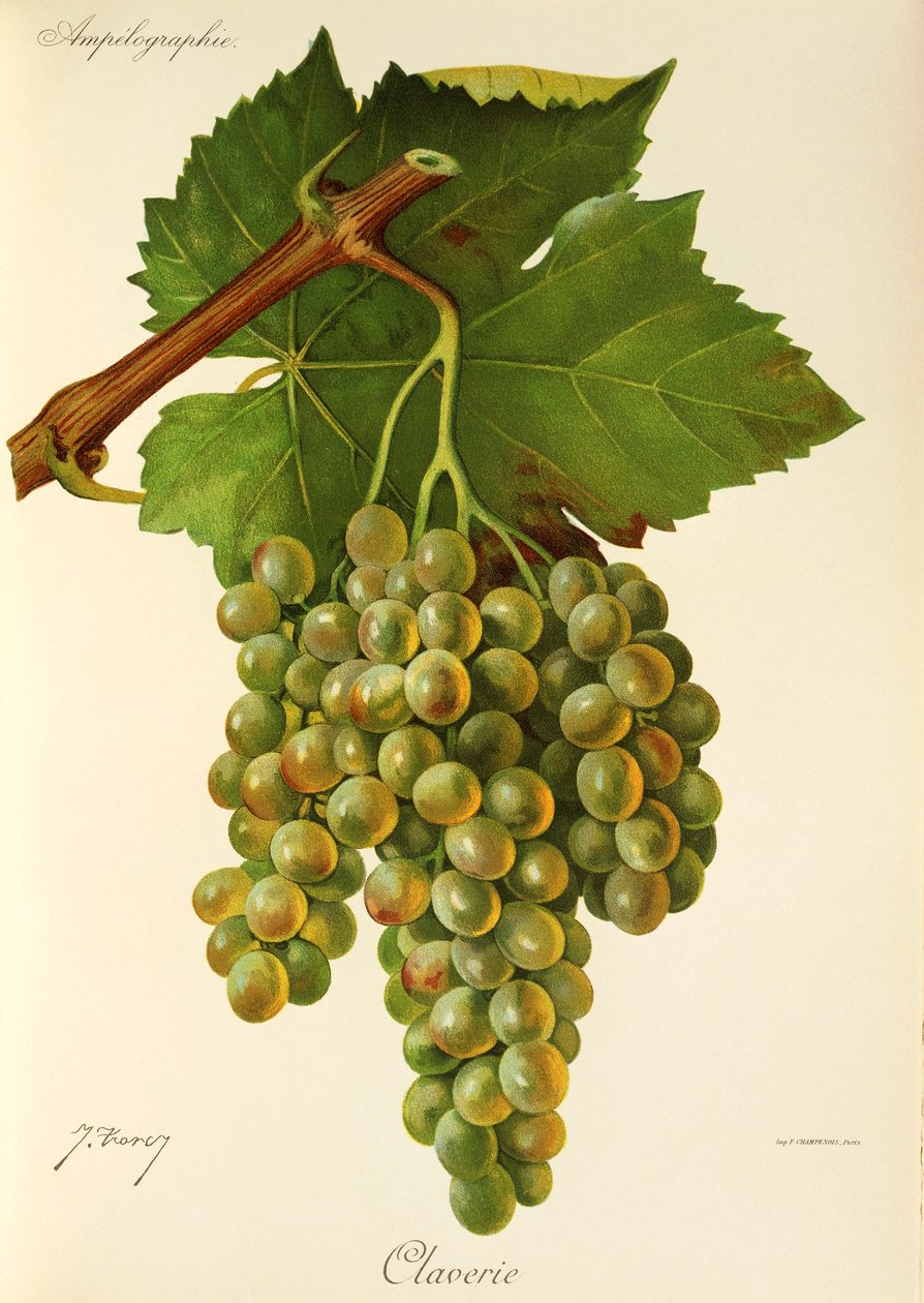 Claverie üzümü, J. Troncy by Jules Troncy