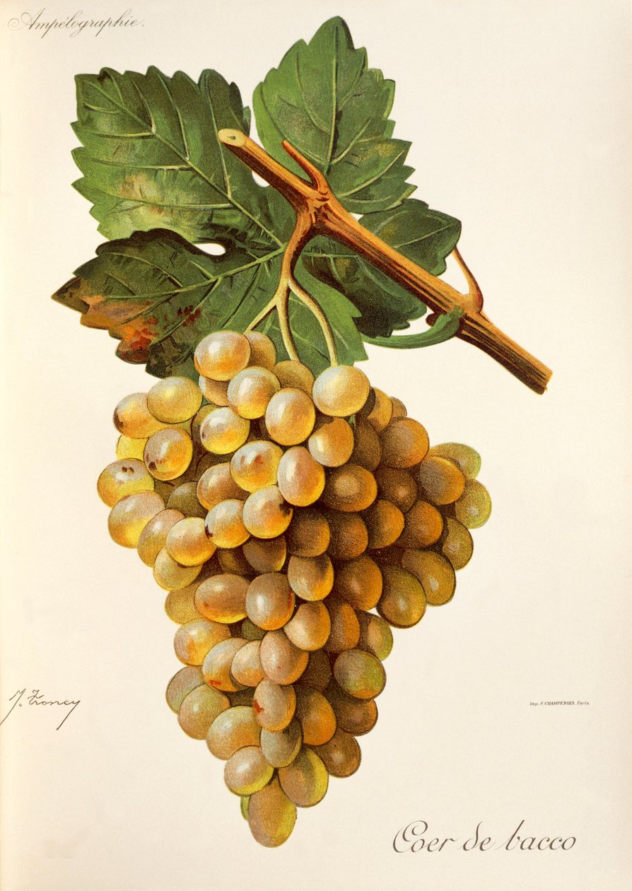 Coeur de Bacco üzümü, Traite General de Viticulture