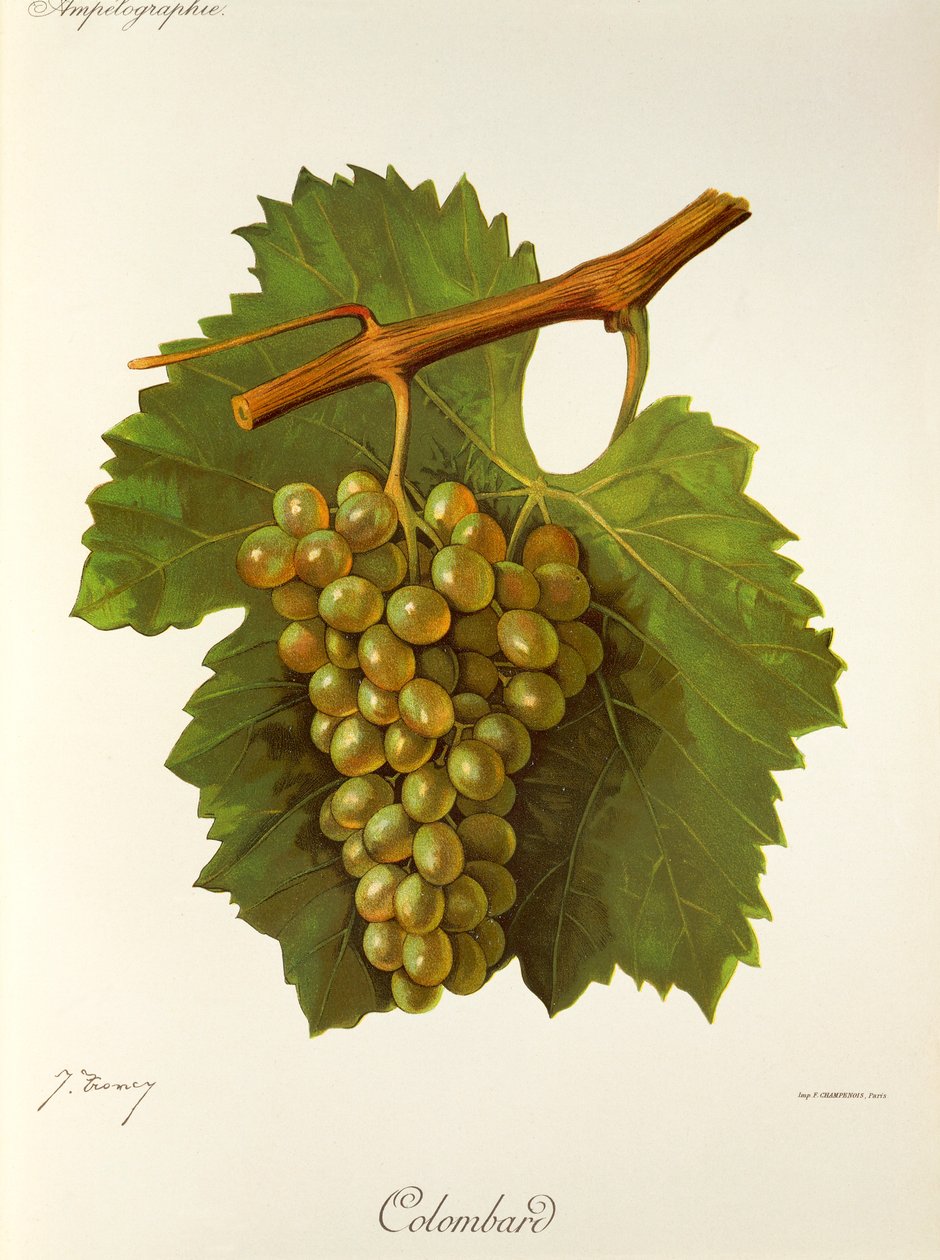 Colombard üzümü, J. Troncy by Jules Troncy