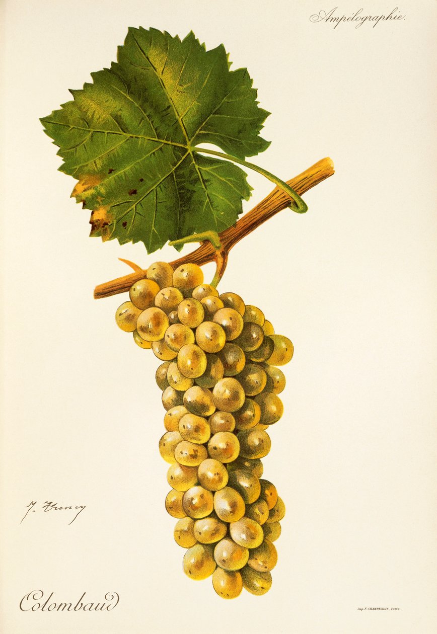 Colombaud üzümü, J. Troncy by Jules Troncy
