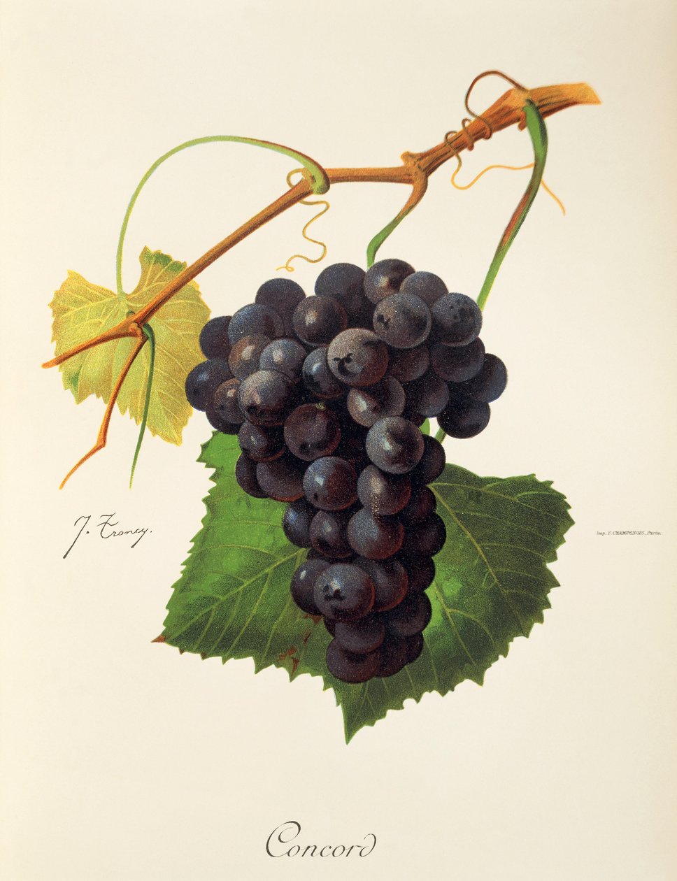 Concord üzümü, J. Troncy by Jules Troncy