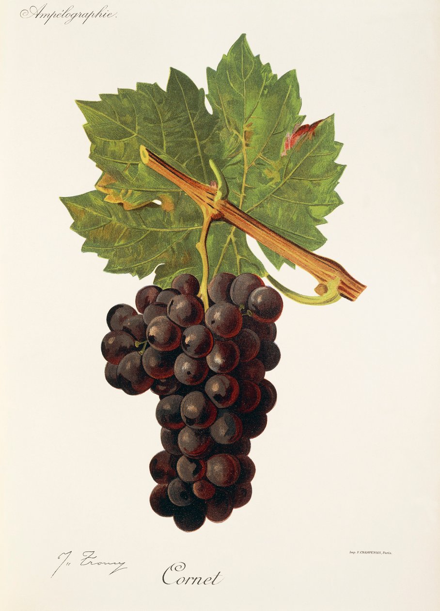 Kornet üzümü, J. Troncy by Jules Troncy