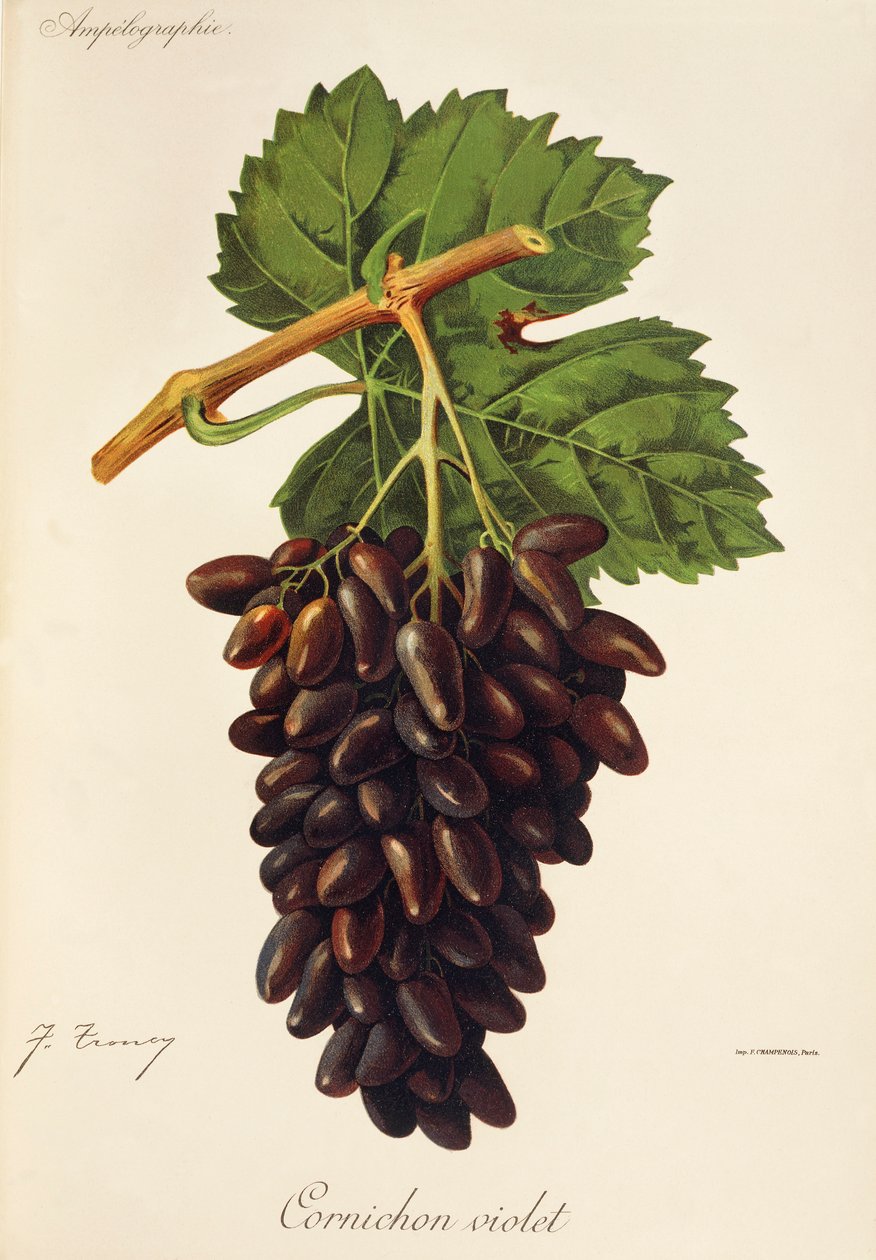 Cornichon Violet üzümü, J. Troncy by Jules Troncy