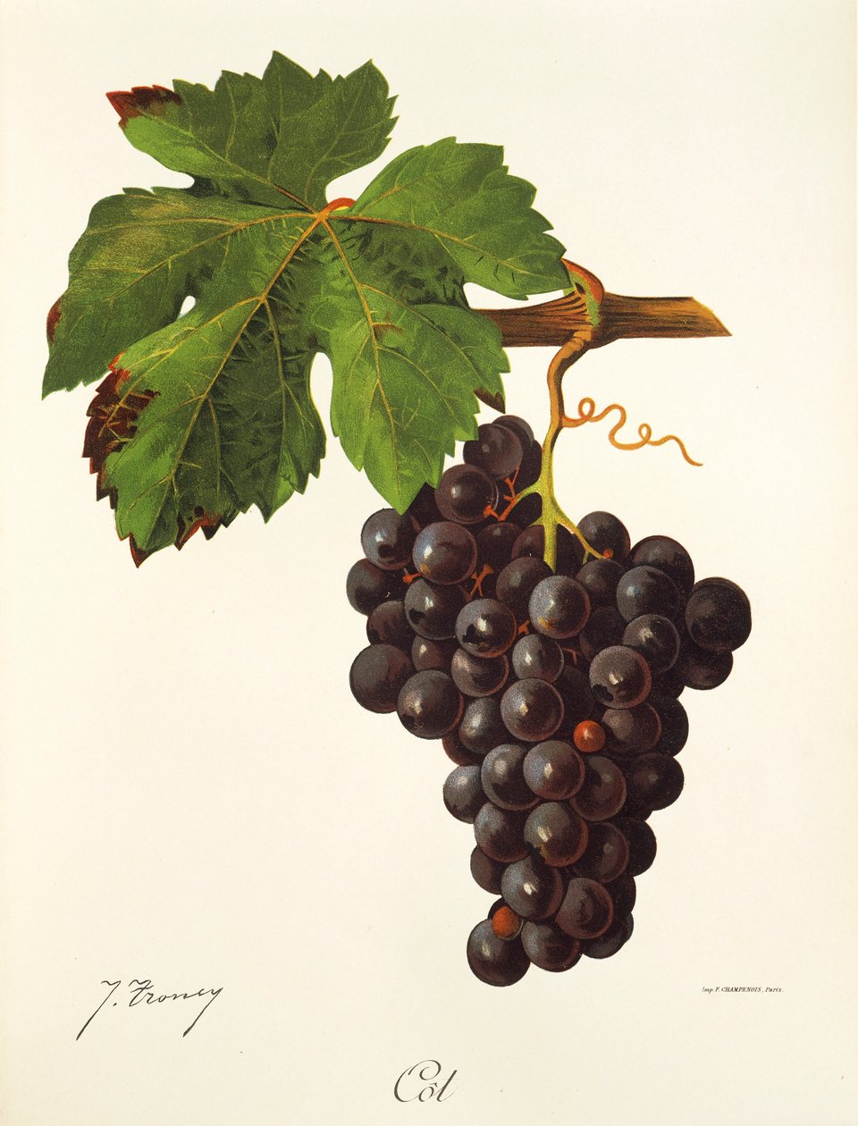Cot üzüm J. Troncy by Jules Troncy