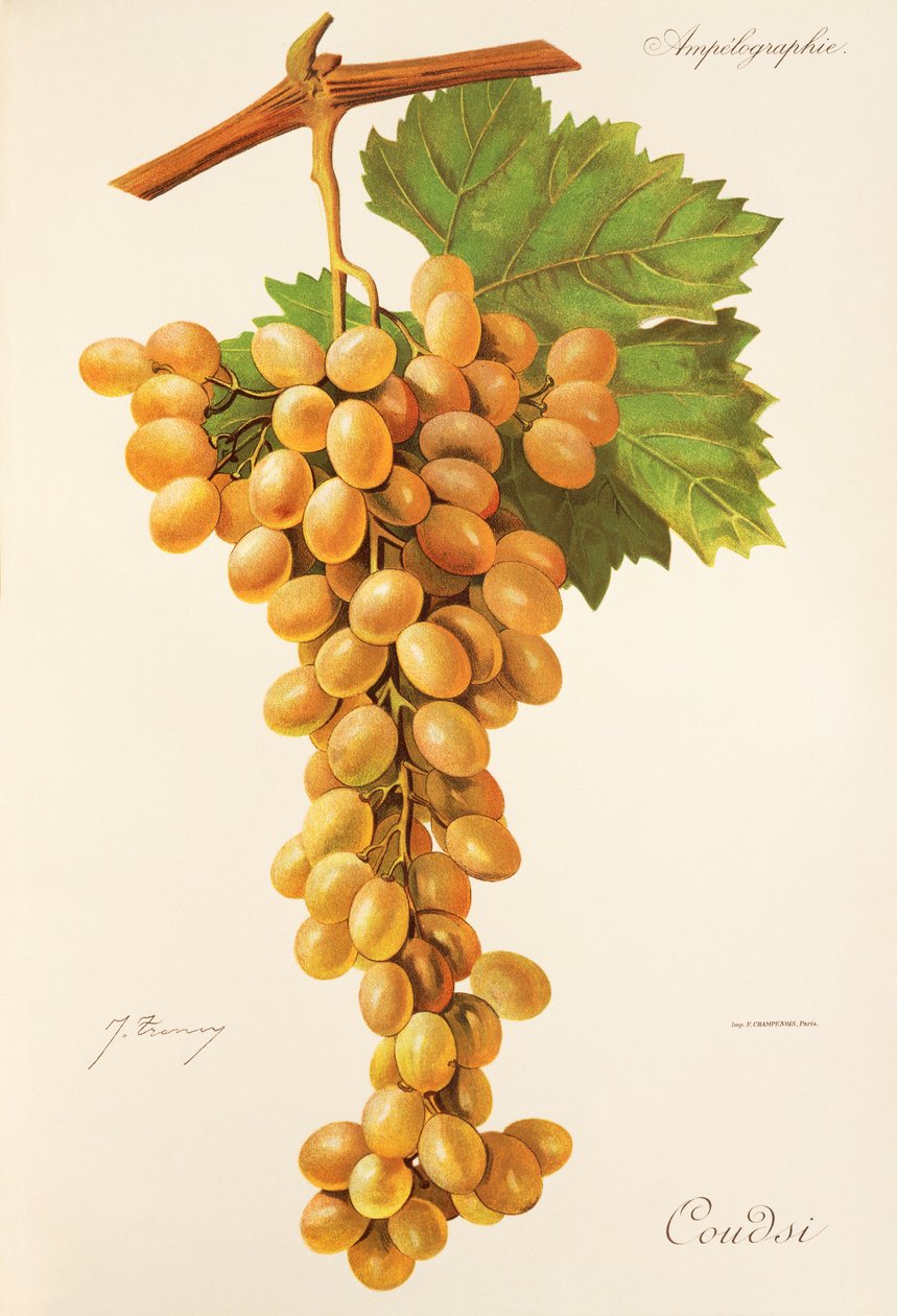 Coudsi üzümü, J. Troncy by Jules Troncy