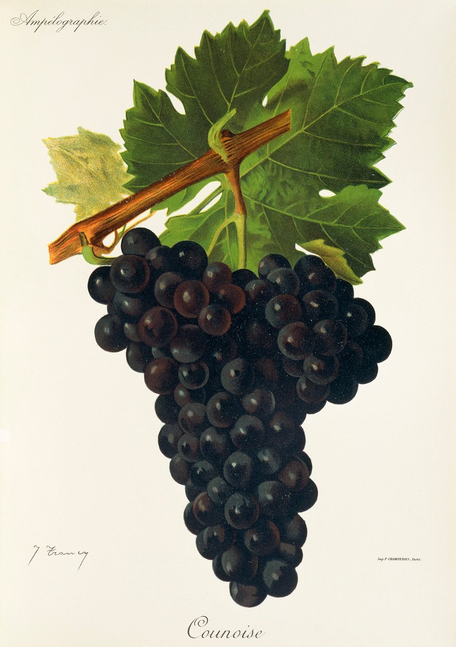 Counoise üzümü, J. Troncy by Jules Troncy