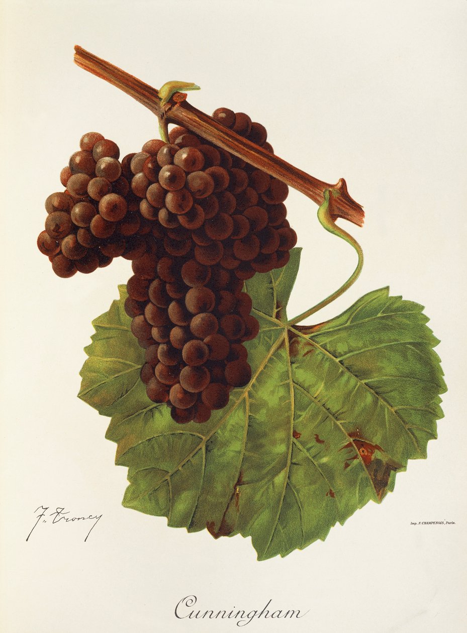 Cunningham üzümü, J. Troncy by Jules Troncy