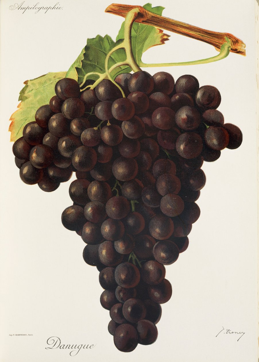 Danugue üzümü, J. Troncy by Jules Troncy