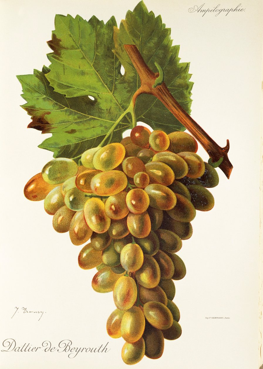 Dattier de Beyrouth üzümü, J. Troncy by Jules Troncy