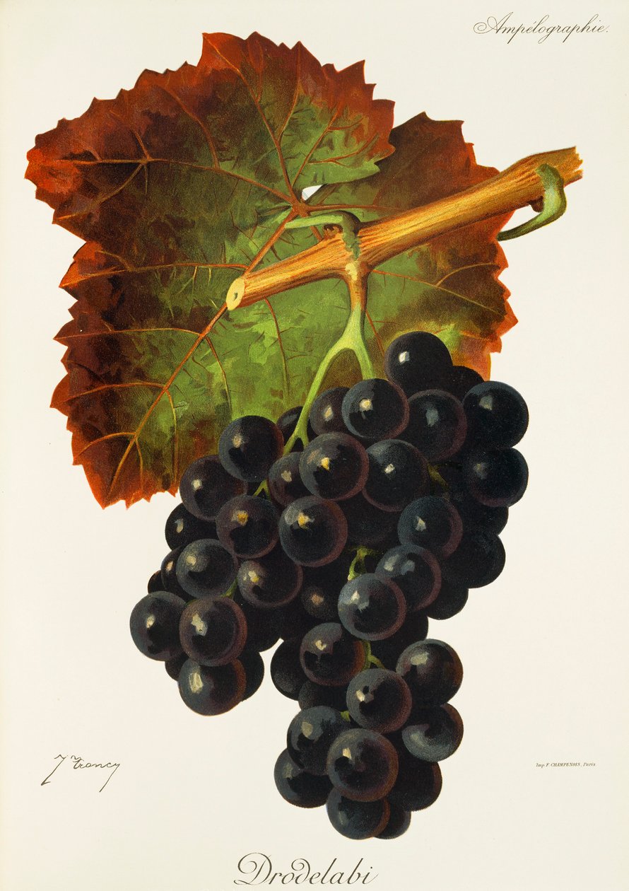 Drodelabi üzümü, J. Troncy by Jules Troncy