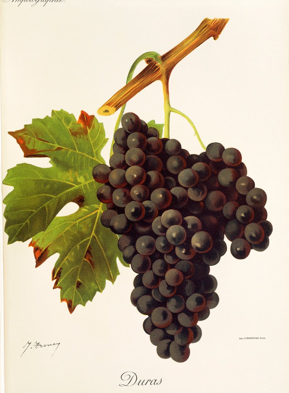 Duras üzümü, J. Troncy by Jules Troncy