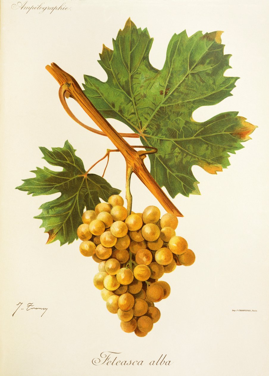 Feteasca Alba üzümü, J. Troncy by Jules Troncy