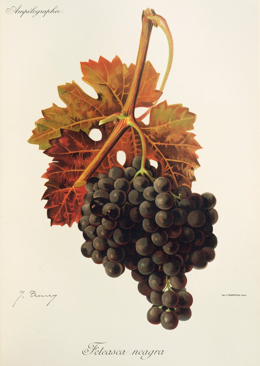 Feteasca Neagra üzümü, J. Troncy by Jules Troncy