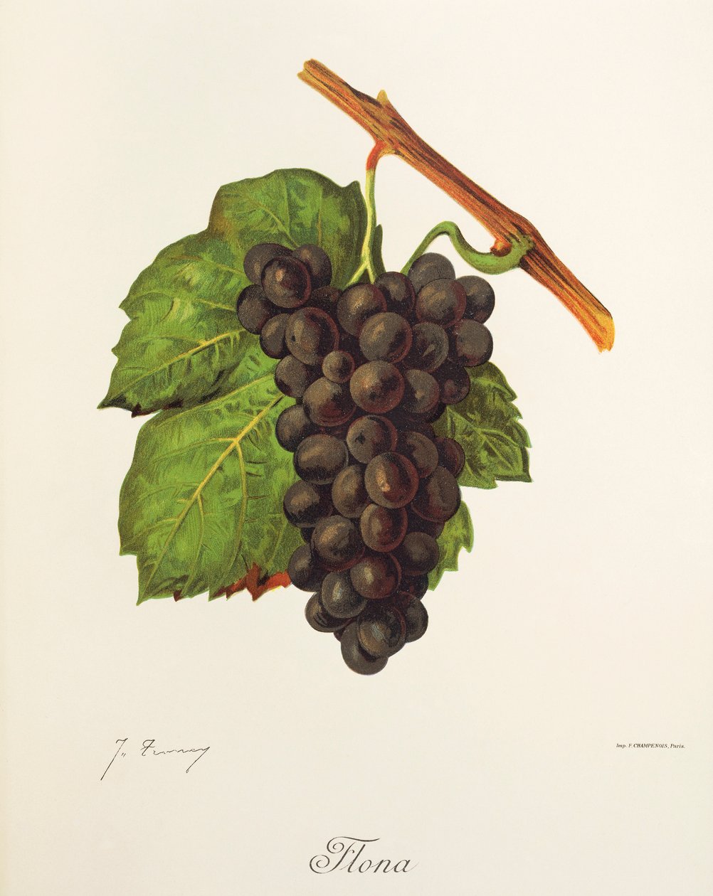Flona üzümü, J. Troncy by Jules Troncy