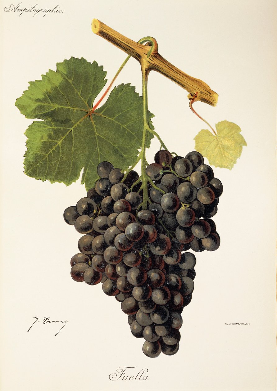 Fuella üzümü, J. Troncy by Jules Troncy