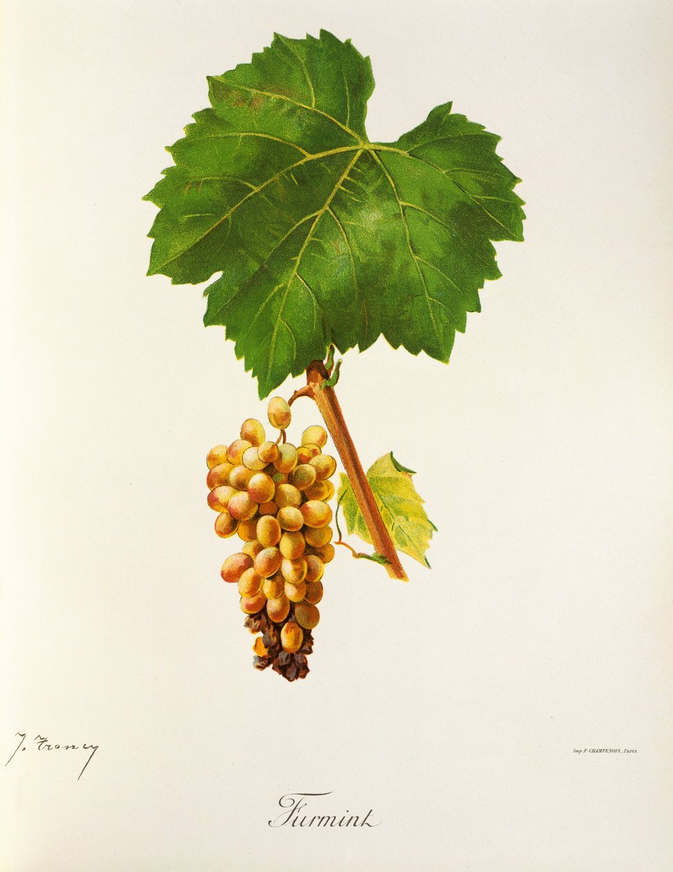 Furmint üzümü, J. Troncy by Jules Troncy