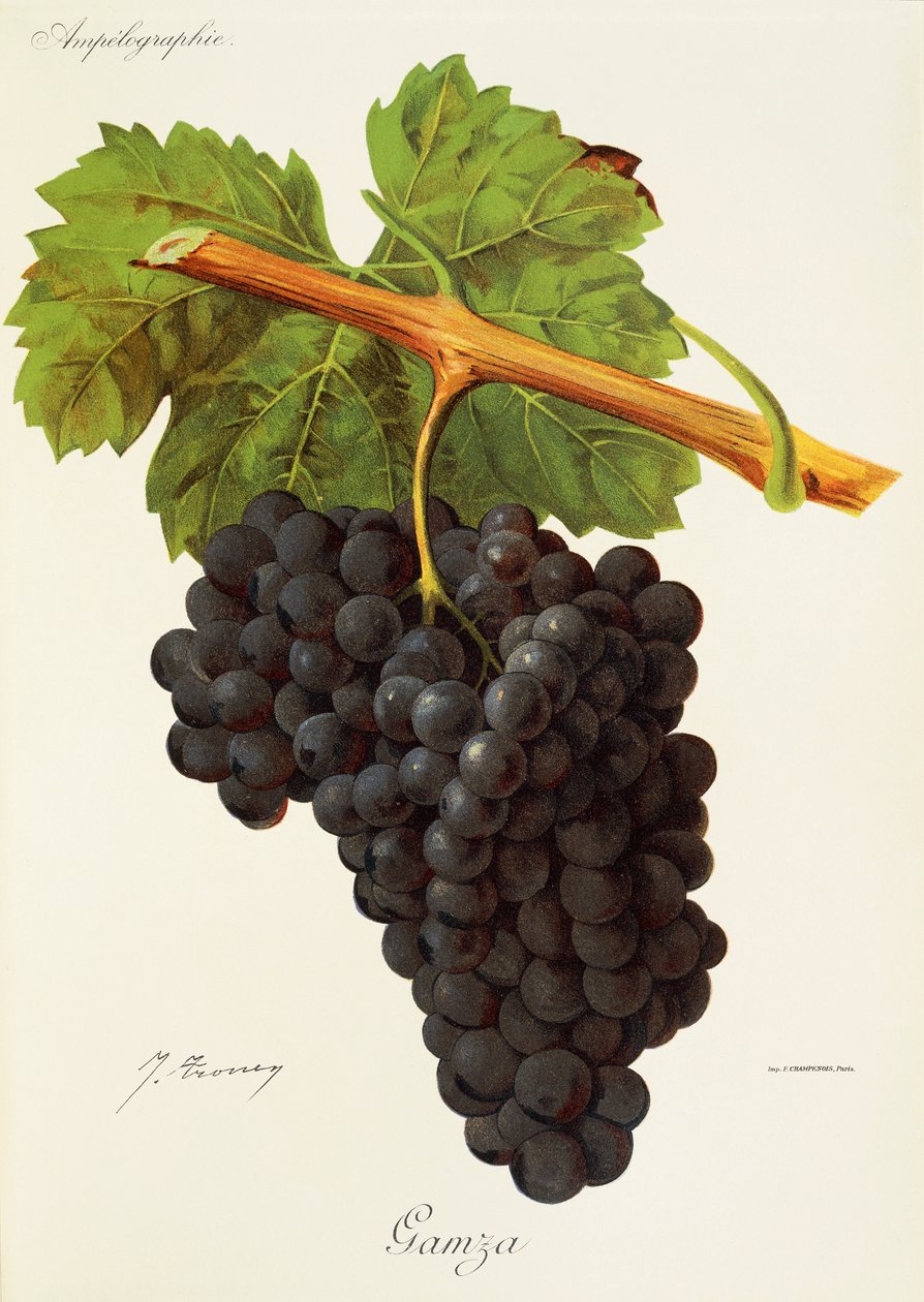 Gamza üzümü J. Troncy by Jules Troncy