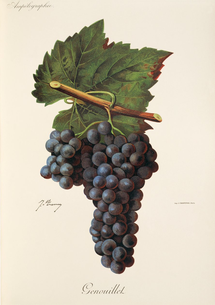 Genouillet üzümü, J. Troncy by Jules Troncy