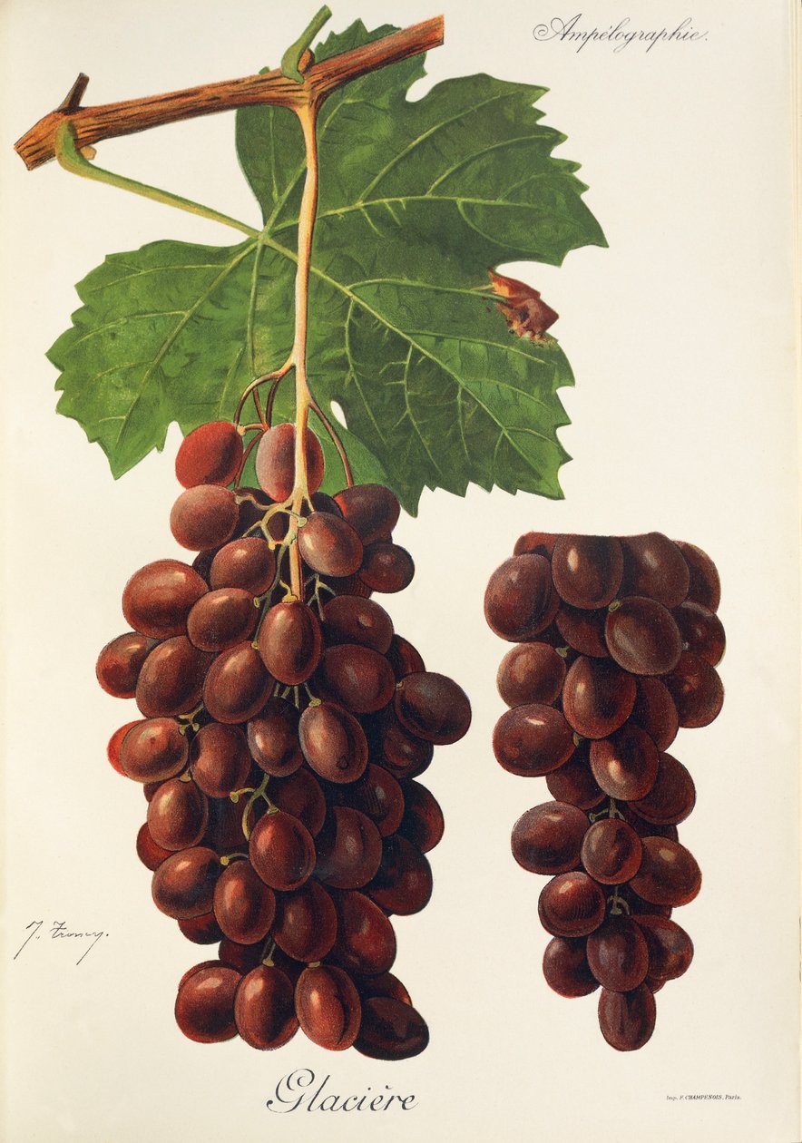 Glaciere üzümü J. Troncy by Jules Troncy