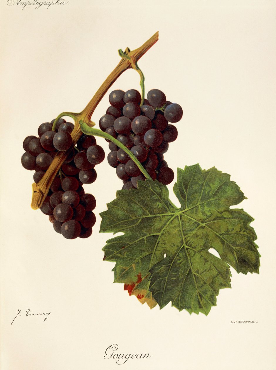 J. Troncy tarafından Gougean üzümü by Jules Troncy
