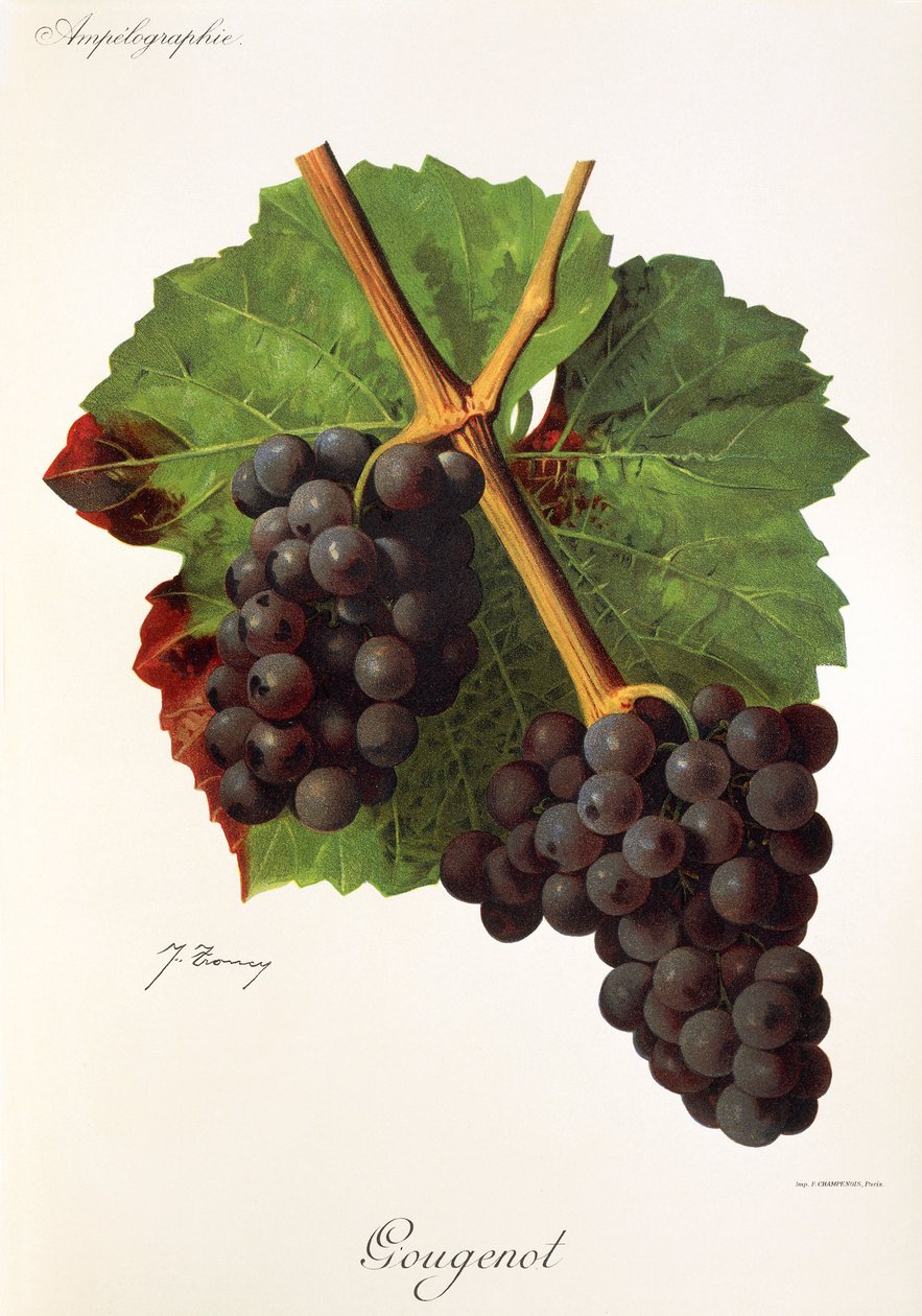Gougenot üzümü, J. Troncy by Jules Troncy