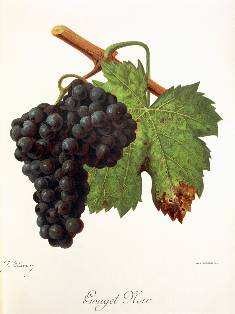 Gouget Noir üzümü, J. Troncy by Jules Troncy